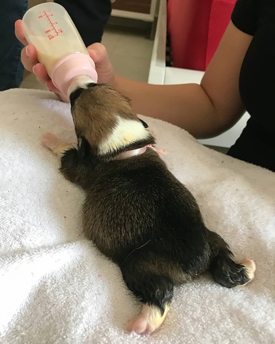 柯基爱好者的的INS图片-(2018-07-11 20:54:06)Comment below if You Love 