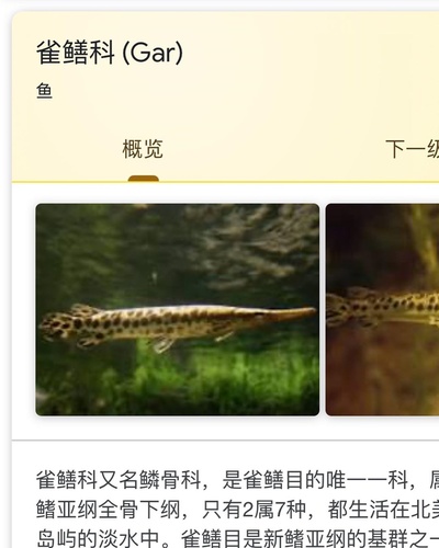 搞笑翻译集锦的的INS图片