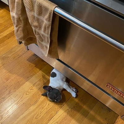 吴彦祖的的INS图片-(2020-05-06 09:49:36)Shaolin’s favorite napping spot...under the oven.