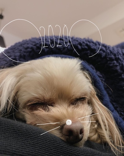 桐谷美玲的的INS图片-(2020-01-01 21:32:51)明けましておめでとうございます