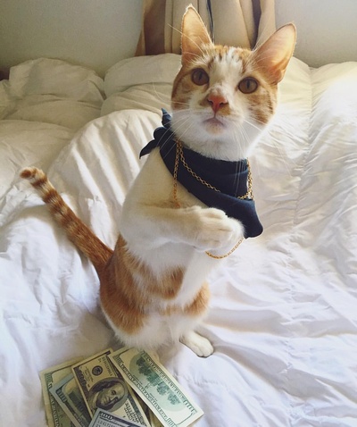 现金猫的的INS图片-(2016-06-09 08:48:20)bossed up #cashcats @furdexter