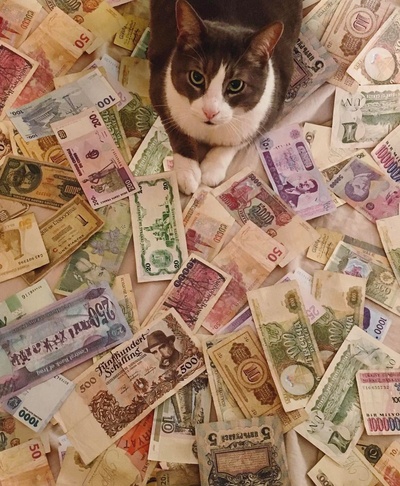 现金猫的的INS图片-(2017-02-28 05:29:27)il denaro apre tutte le porte #cashcats @purring_pussies