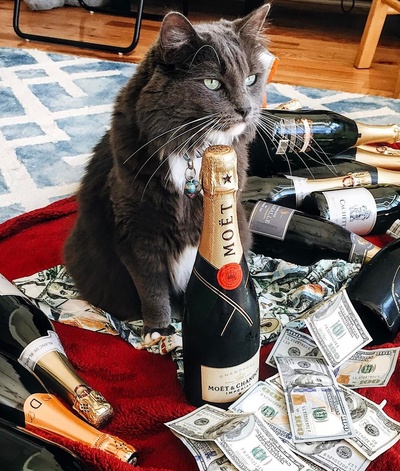 现金猫的的INS图片-(2017-04-12 04:43:33)have fun at work or whatever #cashcats @tychokitty