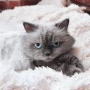 大量猫图