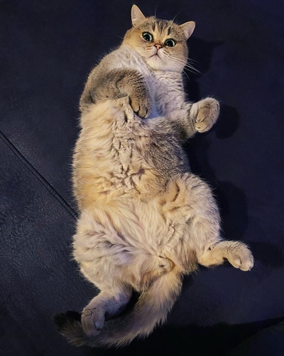 大量猫图的的INS图片-(2020-03-25 07:40:43)We know this trap all too well 