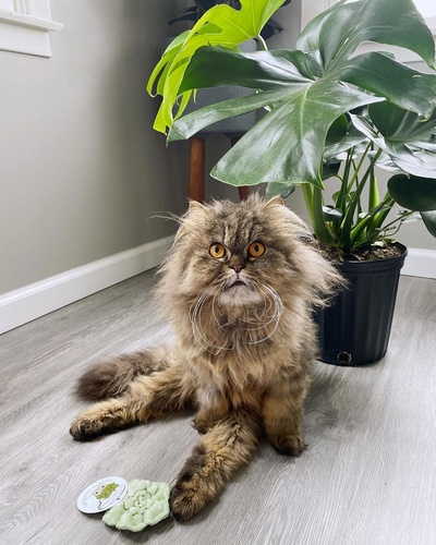 大量猫图的的INS图片-(2020-03-31 00:26:36)Our plants are bringing some brightness to our days. We are loving this succulent toy from @catladybox 