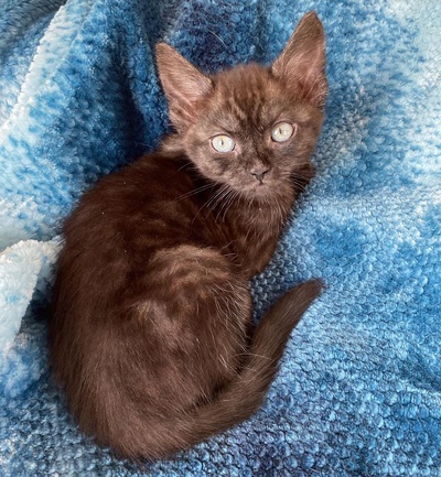 大量猫图的的INS图片-(2020-05-10 10:09:56)I’m obsessed with Shadow! Her litter is just the sweetest. We worked hard and updated the website with kittens available for adoption. You can click on their names to know when they will be old enough to go to their homes! Apps are open! We haven’t gone through all of previous apps so still reaching out to that pool of people that have submitted before.