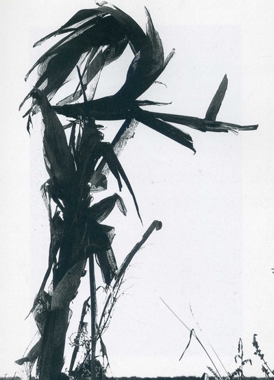 吕西安·克雷尔格 (Lucien Clergue)摄影作品的摄影作品