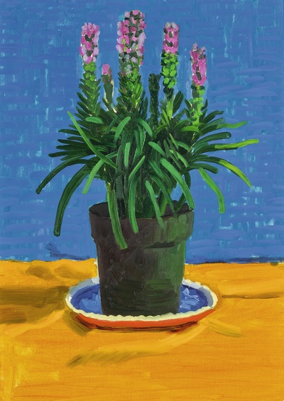 大卫霍克尼的油画作品-1995Plant On Yellow Cloth