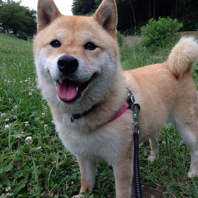 柴犬