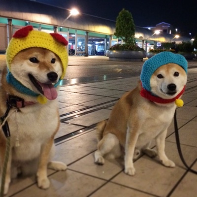 柴犬的图片