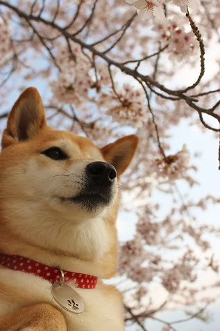 柴犬的图片