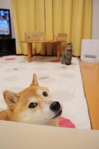 柴犬的图片