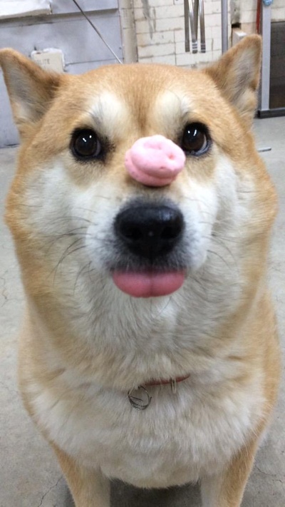 柴犬的图片
