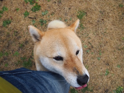 柴犬的图片