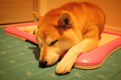 柴犬的图片