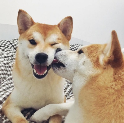 柴犬的图片