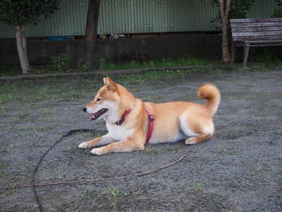 柴犬的图片