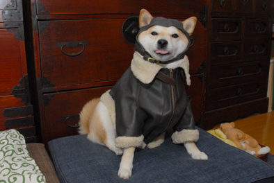 柴犬的图片