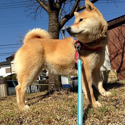 柴犬的图片