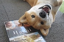 柴犬的图片