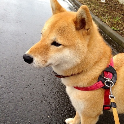 柴犬的图片