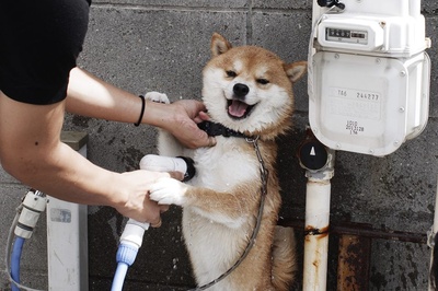 柴犬的图片