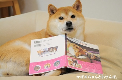 柴犬的图片