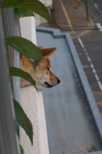 柴犬的图片