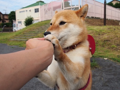 柴犬的图片