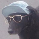 柴犬的图片