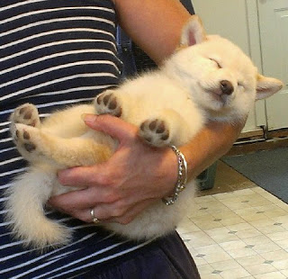 柴犬的图片