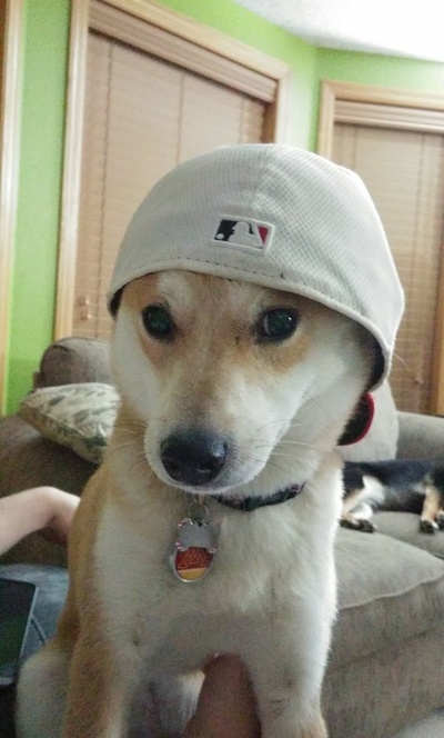 柴犬的图片