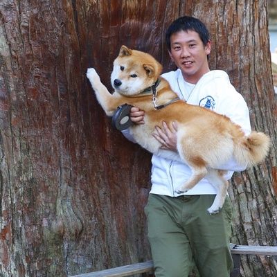 柴犬的图片