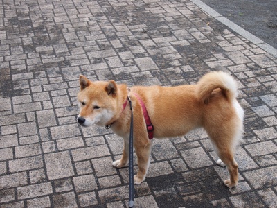 柴犬的图片