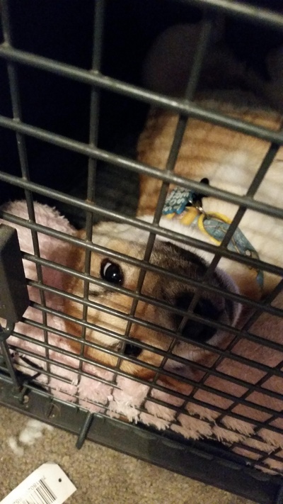 柴犬的图片