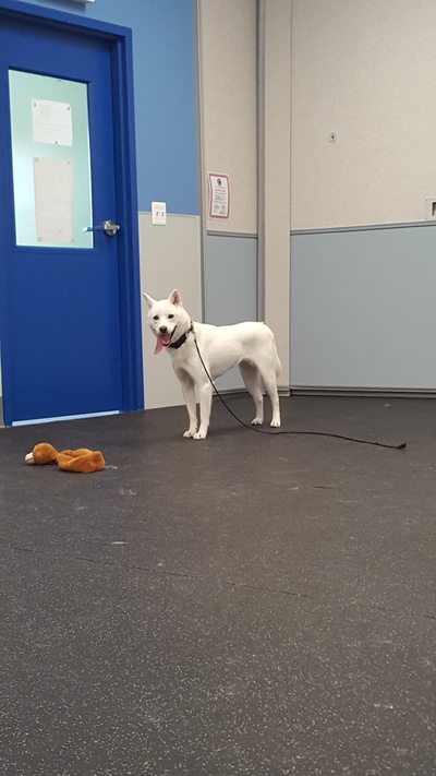 柴犬的图片