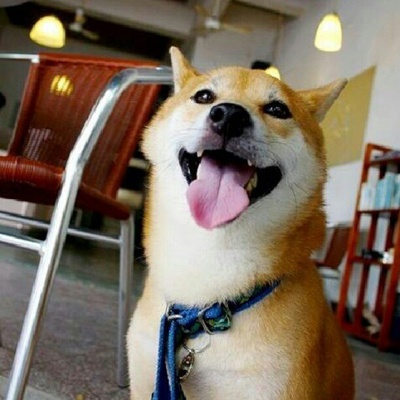 柴犬的图片