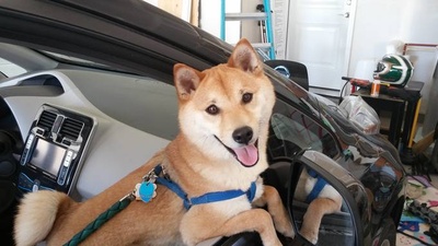 柴犬的图片