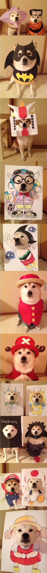 柴犬的图片