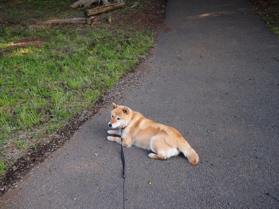 柴犬的图片