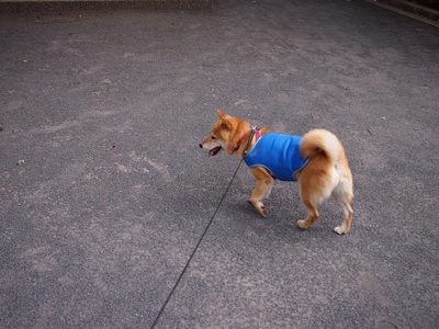 柴犬的图片
