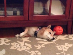 柴犬的图片