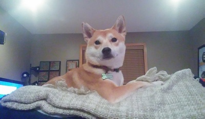 柴犬的图片