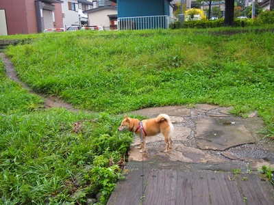 柴犬的图片