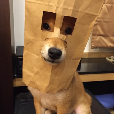柴犬的图片