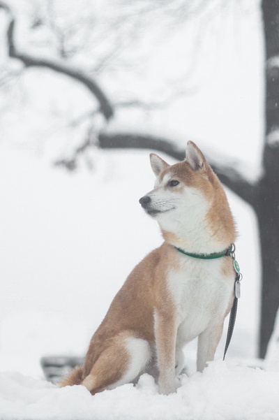 柴犬的图片