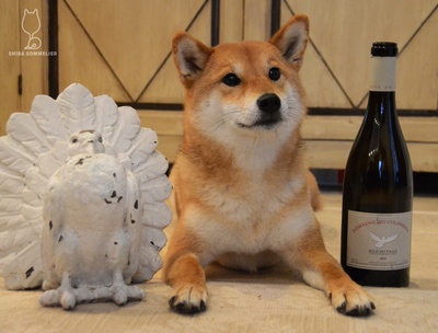柴犬的图片