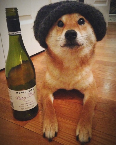 柴犬的图片