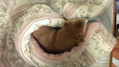 柴犬的图片